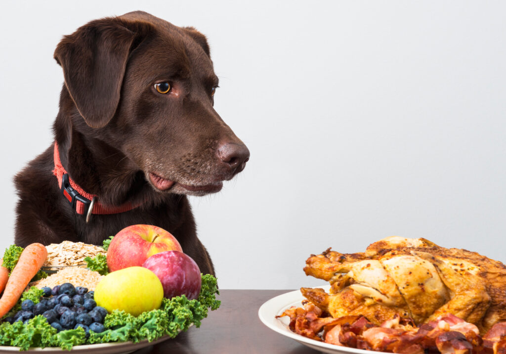 Hund starrt gierig auf den Teller mit Fleisch und verschmäht den Teller mit Gemüse und Obst
